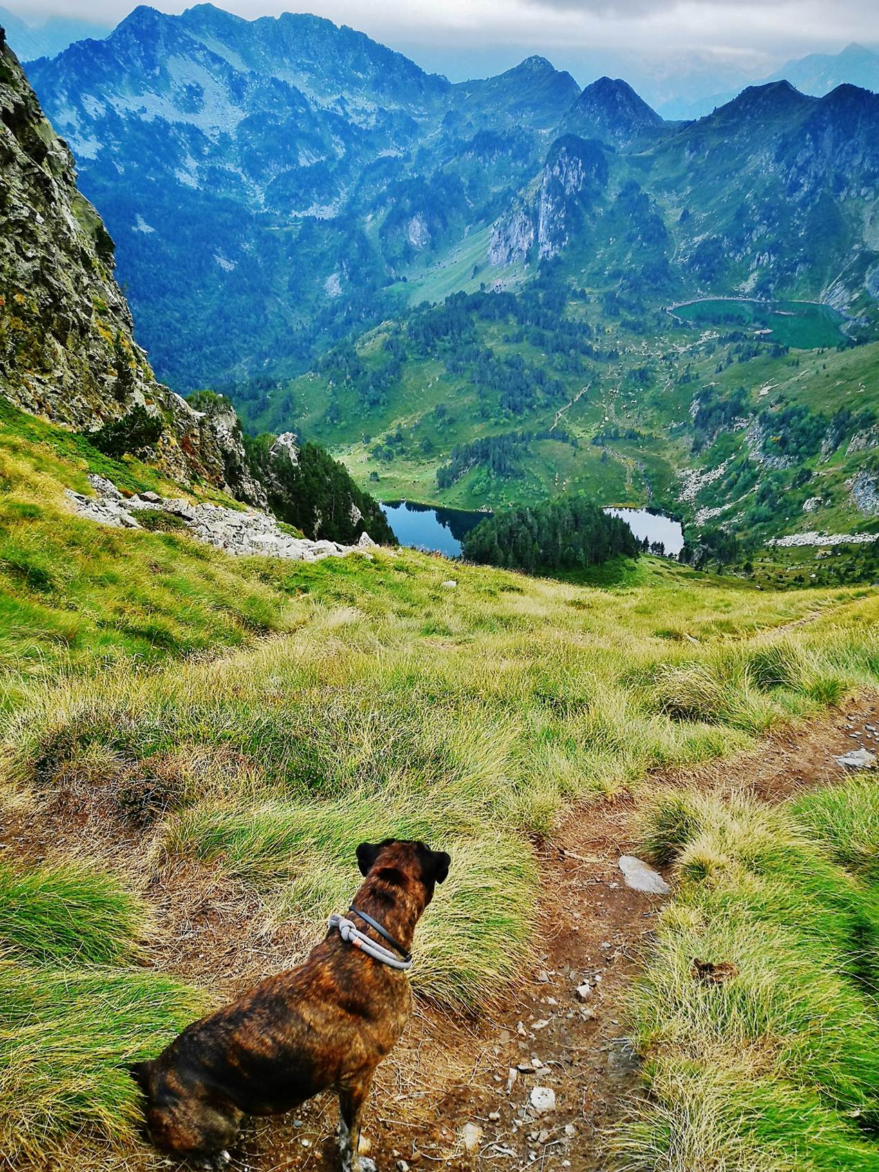 Une image contenant herbe, extérieur, montagne, chien

Description générée automatiquement